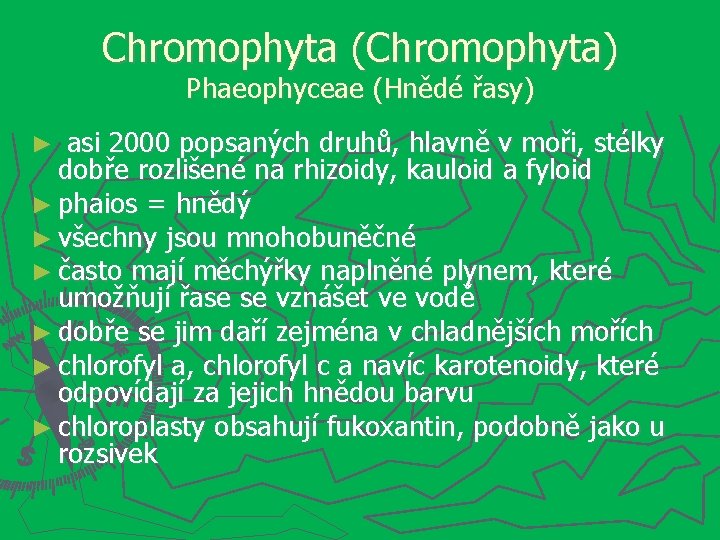 Chromophyta (Chromophyta) Phaeophyceae (Hnědé řasy) asi 2000 popsaných druhů, hlavně v moři, stélky dobře