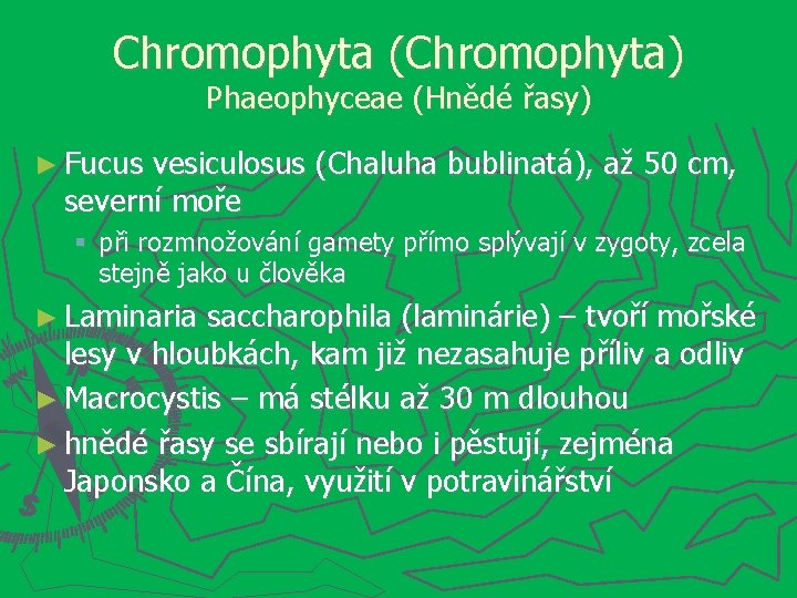 Chromophyta (Chromophyta) Phaeophyceae (Hnědé řasy) ► Fucus vesiculosus (Chaluha bublinatá), až 50 cm, severní