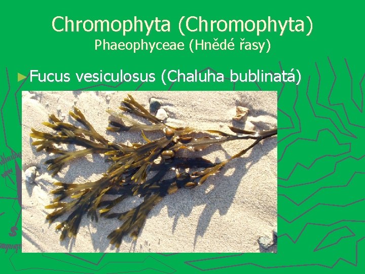 Chromophyta (Chromophyta) Phaeophyceae (Hnědé řasy) ► Fucus vesiculosus (Chaluha bublinatá) 