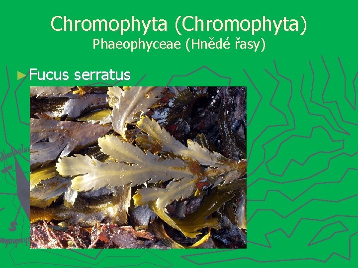 Chromophyta (Chromophyta) Phaeophyceae (Hnědé řasy) ► Fucus serratus 