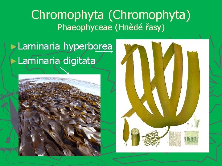 Chromophyta (Chromophyta) Phaeophyceae (Hnědé řasy) ► Laminaria hyperborea ► Laminaria digitata 