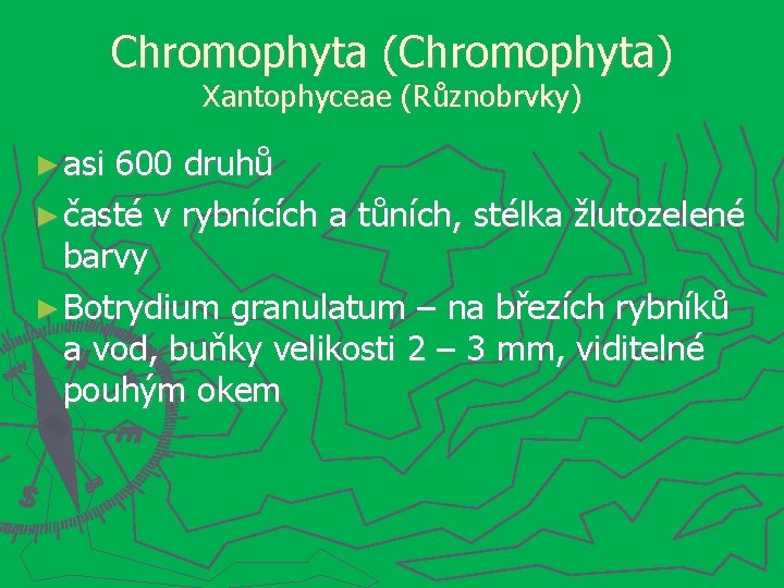 Chromophyta (Chromophyta) Xantophyceae (Různobrvky) ► asi 600 druhů ► časté v rybnících a tůních,