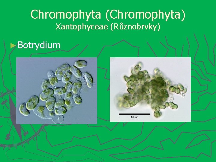 Chromophyta (Chromophyta) Xantophyceae (Různobrvky) ► Botrydium 