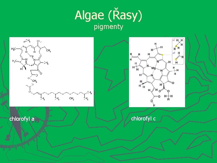 Algae (Řasy) pigmenty chlorofyl a chlorofyl c 