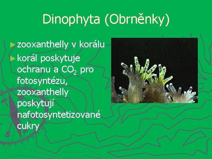 Dinophyta (Obrněnky) ► zooxanthelly v korálu ► korál poskytuje ochranu a CO 2 pro