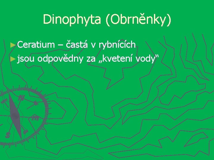 Dinophyta (Obrněnky) ► Ceratium – častá v rybnících ► jsou odpovědny za „kvetení vody“