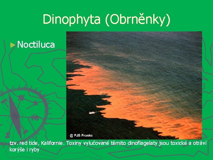 Dinophyta (Obrněnky) ► Noctiluca tzv. red tide, Kalifornie. Toxiny vylučované těmito dinoflagelaty jsou toxické