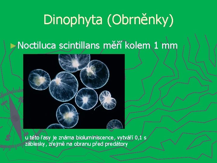 Dinophyta (Obrněnky) ► Noctiluca scintillans měří kolem 1 mm u této řasy je známa