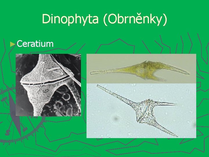 Dinophyta (Obrněnky) ► Ceratium 