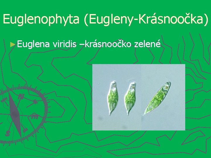 Euglenophyta (Eugleny-Krásnoočka) ► Euglena viridis –krásnoočko zelené 