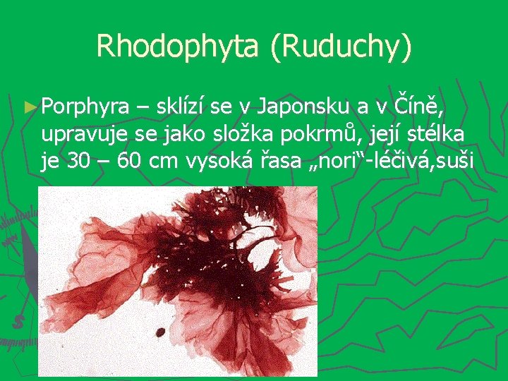 Rhodophyta (Ruduchy) ► Porphyra – sklízí se v Japonsku a v Číně, upravuje se