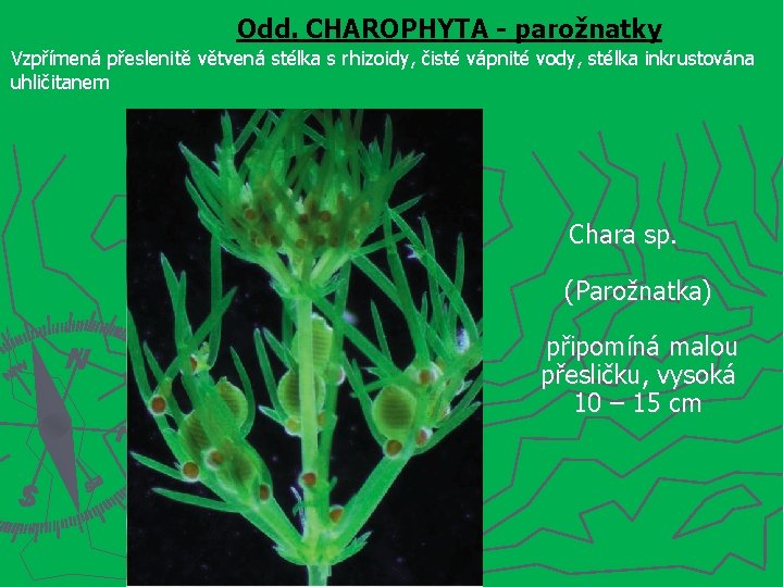 Odd. CHAROPHYTA - parožnatky Vzpřímená přeslenitě větvená stélka s rhizoidy, čisté vápnité vody, stélka
