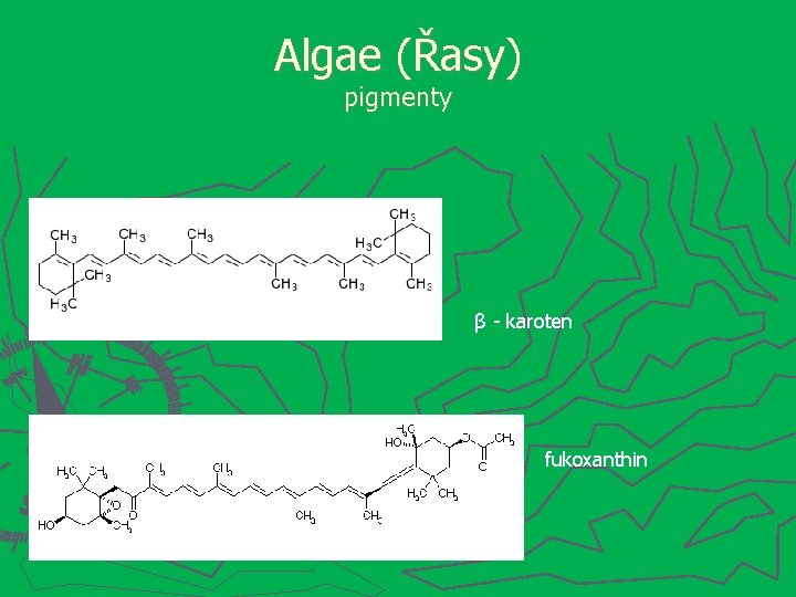 Algae (Řasy) pigmenty β - karoten fukoxanthin 