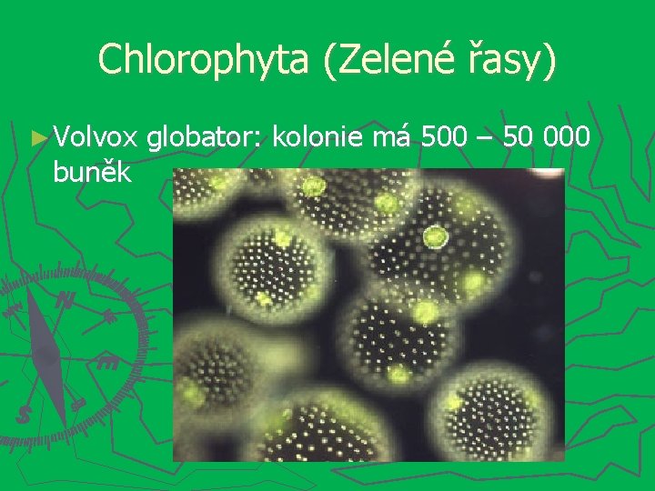 Chlorophyta (Zelené řasy) ► Volvox buněk globator: kolonie má 500 – 50 000 