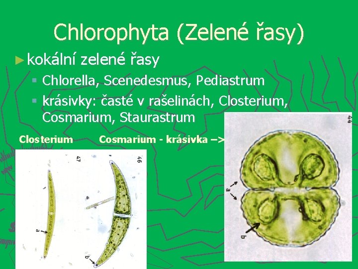 Chlorophyta (Zelené řasy) ► kokální zelené řasy Chlorella, Scenedesmus, Pediastrum krásivky: časté v rašelinách,