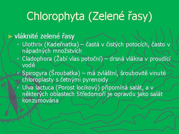 Chlorophyta (Zelené řasy) ► vláknité zelené řasy Ulothrix (Kadeřnatka) – častá v čistých potocích,