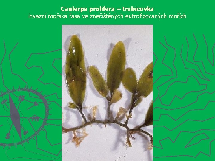 Caulerpa prolifera – trubicovka invazní mořská řasa ve znečištěných eutrofizovaných mořích 