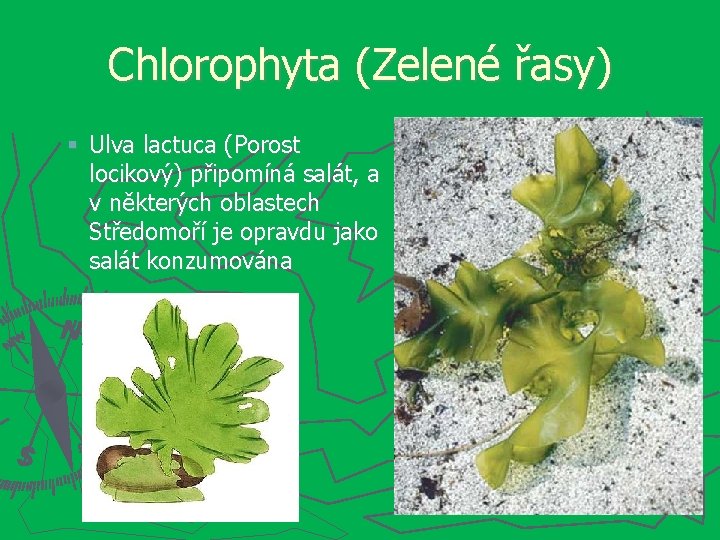 Chlorophyta (Zelené řasy) Ulva lactuca (Porost locikový) připomíná salát, a v některých oblastech Středomoří