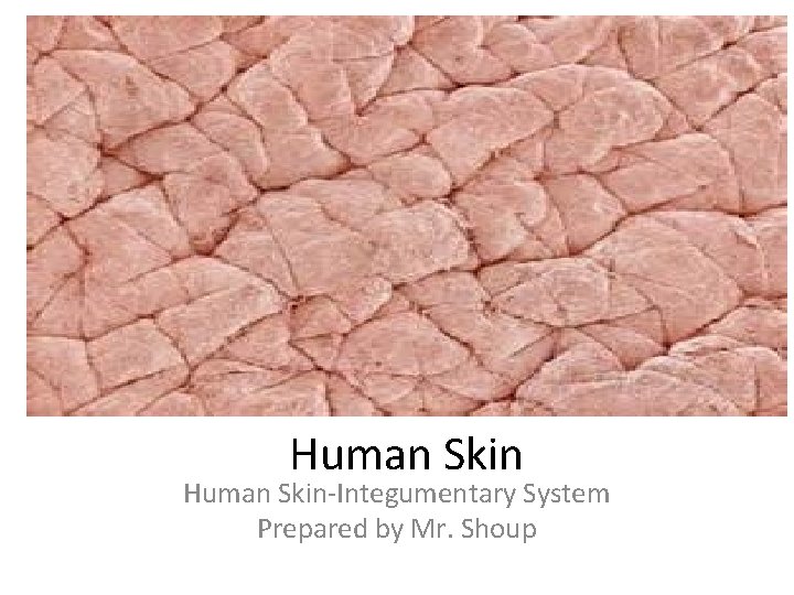Human Skin-Integumentary System Prepared by Mr. Shoup 
