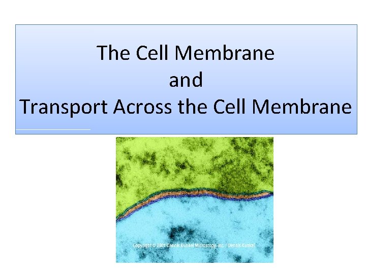 The Cell Membrane and Transport Across the Cell Membrane 