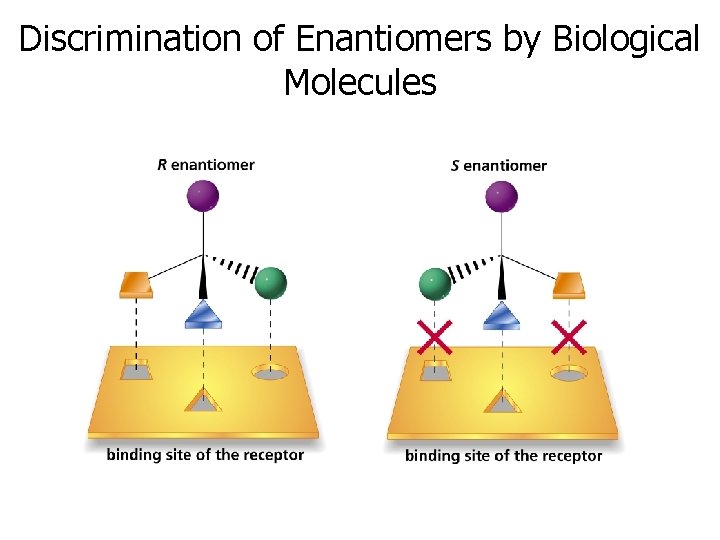 Discrimination of Enantiomers by Biological Molecules 