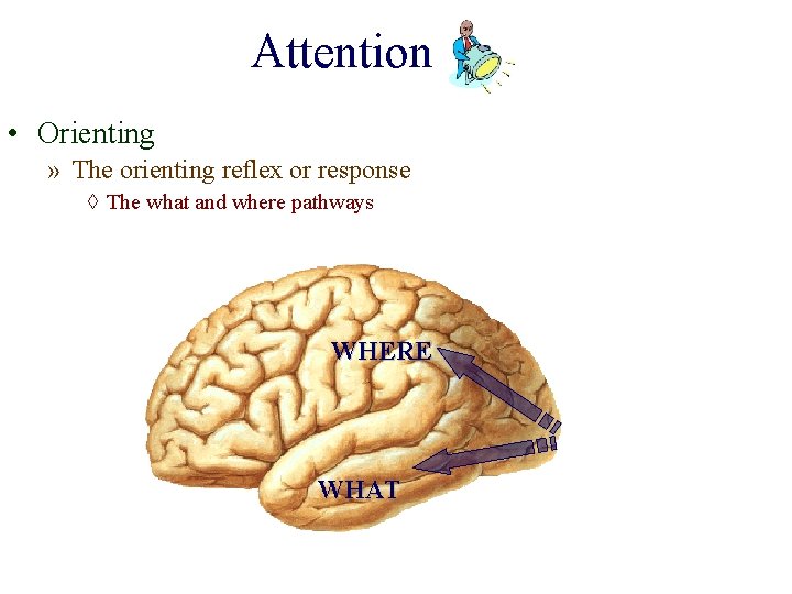Attention • Orienting » The orienting reflex or response ◊ The what and where