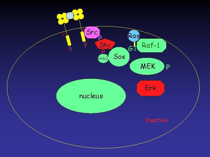 P P P Src P P Shc P Grb 2 nucleus Ras Sos GTP