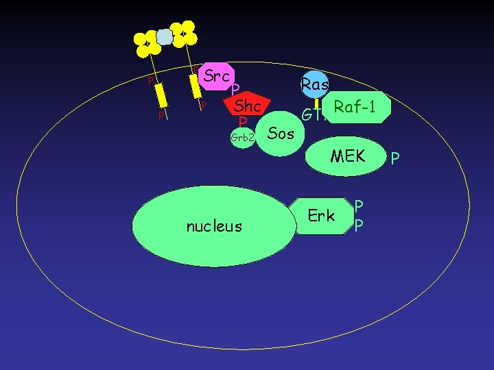 P P P Src P P Shc P Grb 2 nucleus Ras Sos GTP