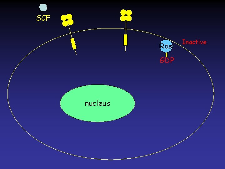 SCF Ras GDP nucleus Inactive 