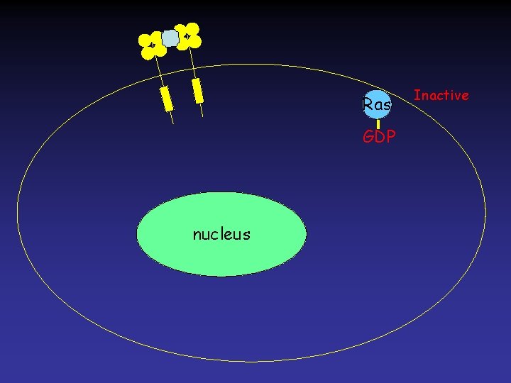 Ras GDP nucleus Inactive 