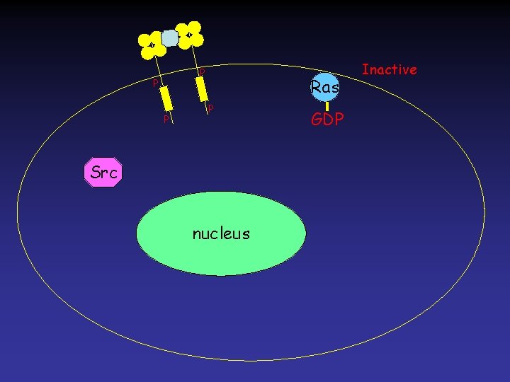 P P P Ras P Src nucleus GDP Inactive 