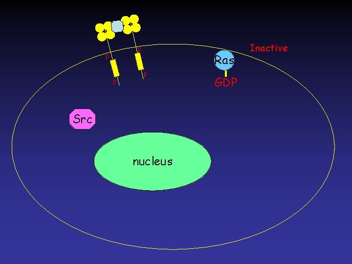 P P P Ras P Src nucleus GDP Inactive 