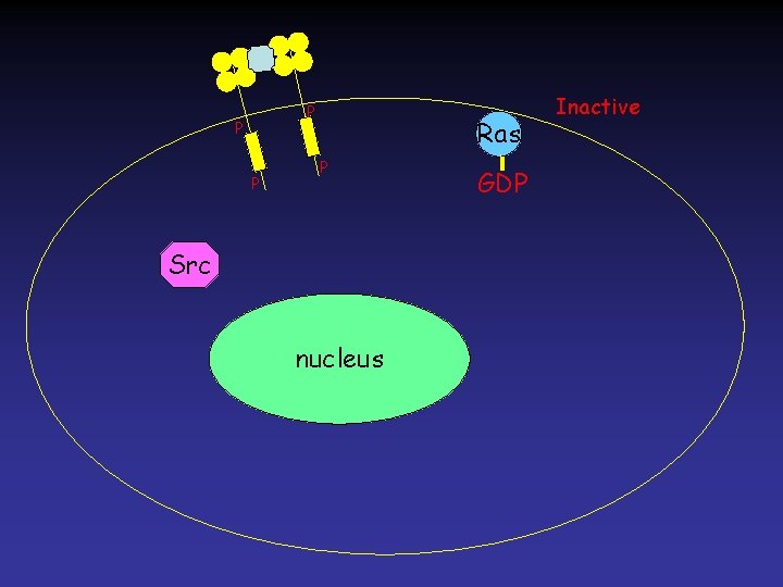 P P P Ras P Src nucleus GDP Inactive 