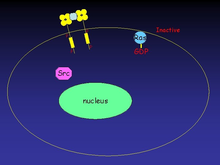 P P P Ras P Src nucleus GDP Inactive 