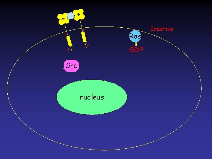 P P P Ras P Src nucleus GDP Inactive 