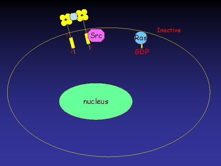 P P P Src P nucleus Ras GDP Inactive 