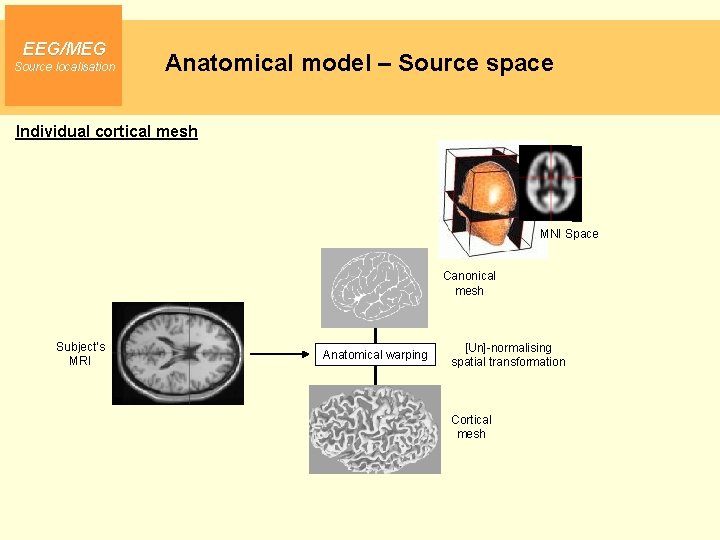 EEG/MEG Source localisation Anatomical model – Source space Individual cortical mesh MNI Space Canonical