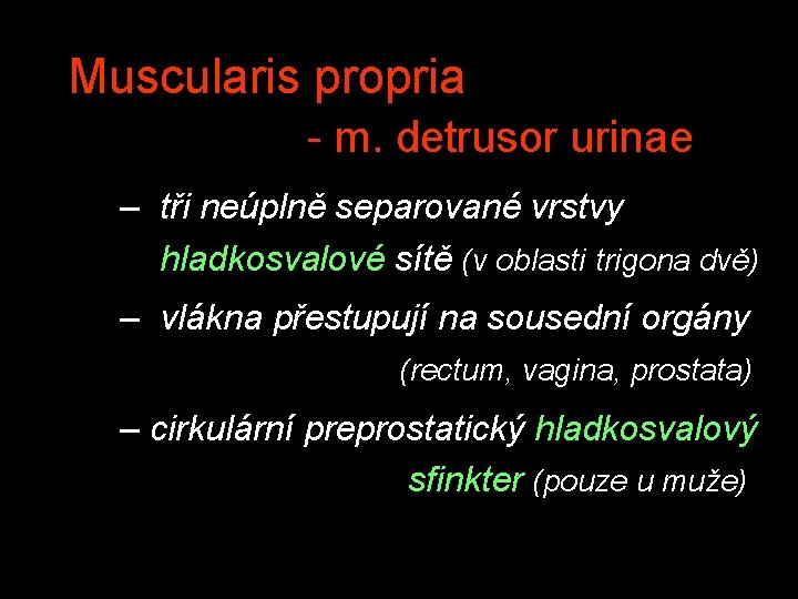 Muscularis propria - m. detrusor urinae – tři neúplně separované vrstvy hladkosvalové sítě (v