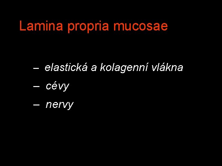 Lamina propria mucosae – elastická a kolagenní vlákna – cévy – nervy 