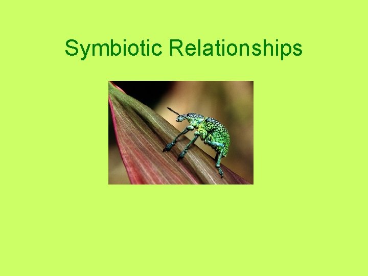 Symbiotic Relationships 