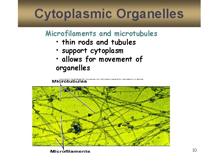 Cytoplasmic Organelles Microfilaments and microtubules • thin rods and tubules • support cytoplasm •