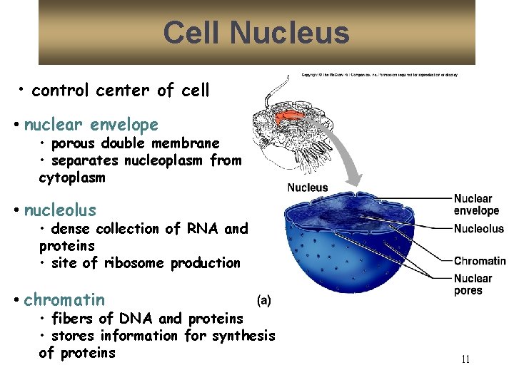 Cell Nucleus • control center of cell • nuclear envelope • porous double membrane