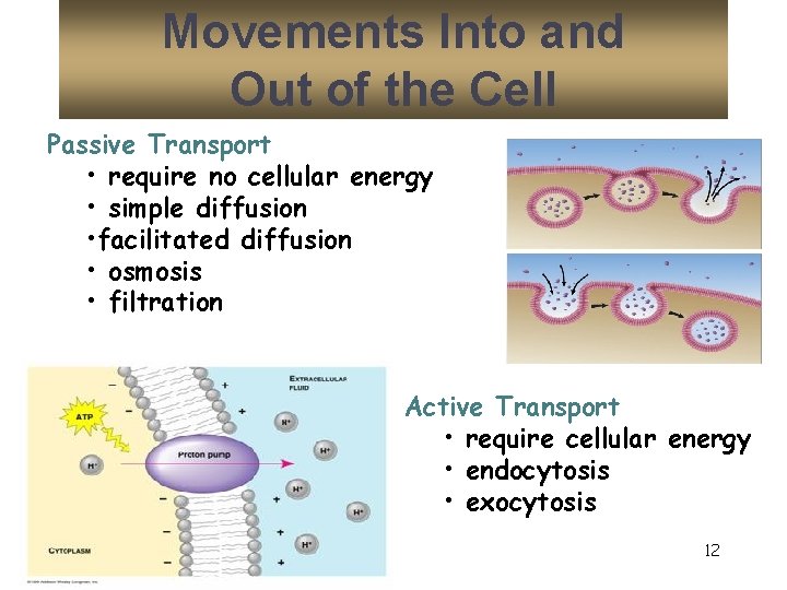 Movements Into and Out of the Cell Passive Transport • require no cellular energy