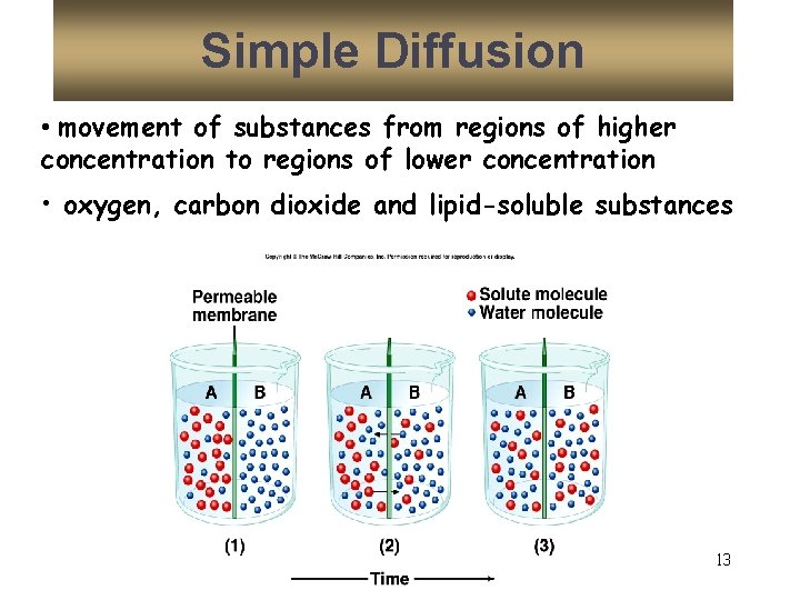 Simple Diffusion • movement of substances from regions of higher concentration to regions of