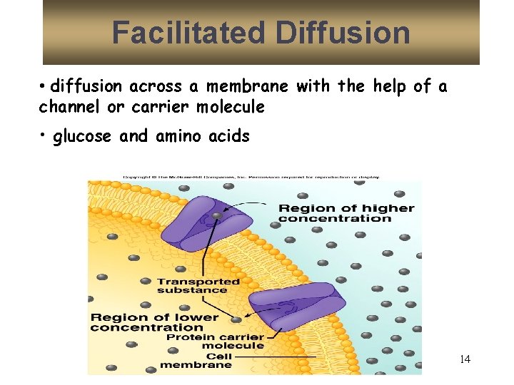 Facilitated Diffusion • diffusion across a membrane with the help of a channel or