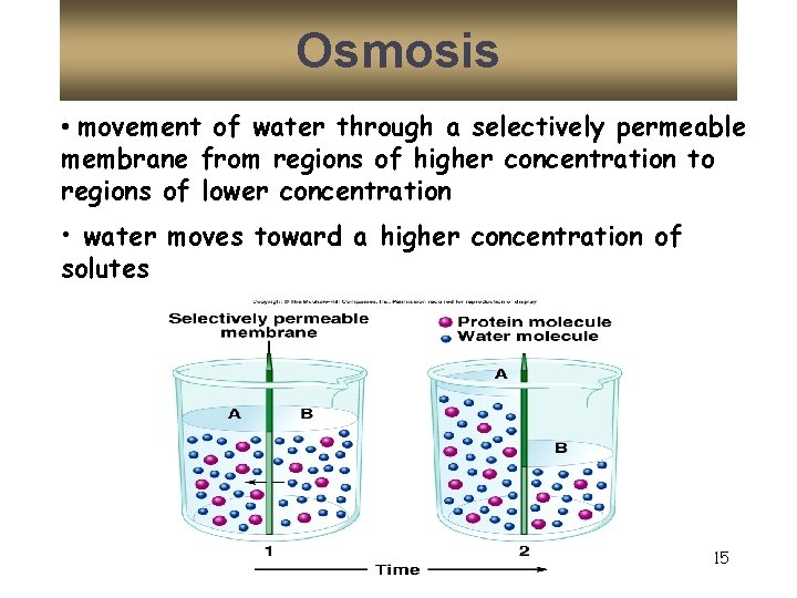 Osmosis • movement of water through a selectively permeable membrane from regions of higher