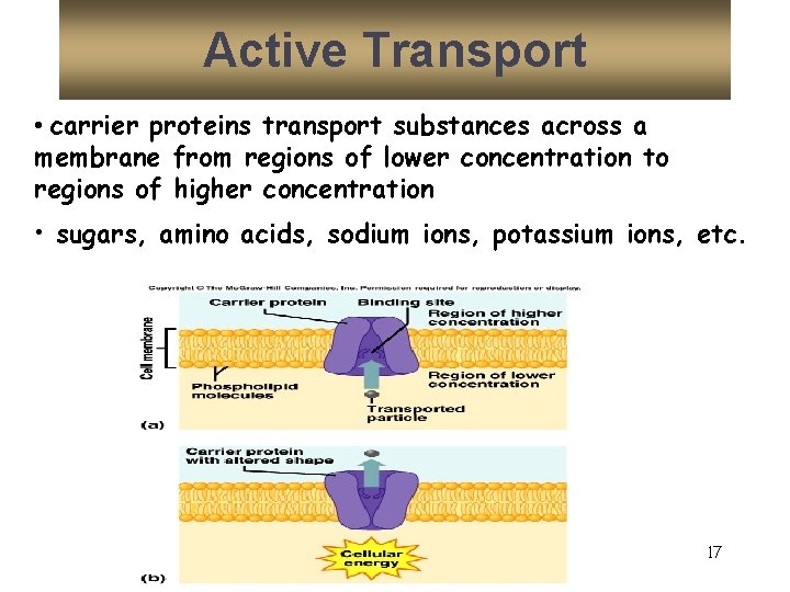 Active Transport • carrier proteins transport substances across a membrane from regions of lower