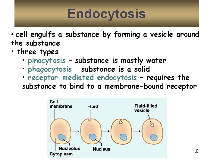 Endocytosis • cell engulfs a substance by forming a vesicle around the substance •