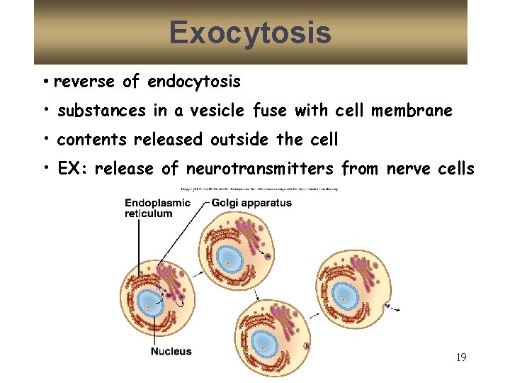 Exocytosis • reverse of endocytosis • substances in a vesicle fuse with cell membrane