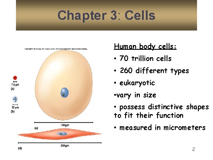 Chapter 3: Cells Human body cells: • 70 trillion cells • 260 different types